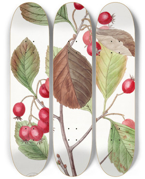Triptych art skateboard deck of Sydenham Edwards Plumleaved Thorn by Sydenham Edwards (1768-1819)