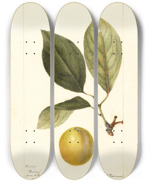 Triptych art skateboard deck of Deborah Griscom Passmore Prunus Domestica Madison by Deborah Griscom Passmore (1840-1911)