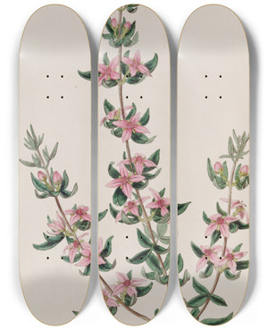 Triptych art skateboard deck of Sydenham Edwards The Threeleaved Boronia by Sydenham Edwards (1768-1819)