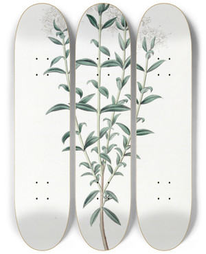 Triptych art skateboard deck of Sydenham Edwards Intermediate Pimelea by Sydenham Edwards (1768-1819)