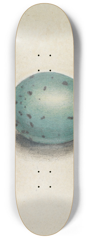 James Sowerby - A Birds Egg 8.25 inch art skate deck