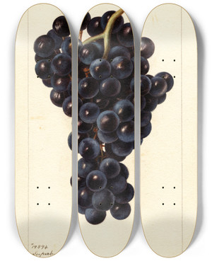 Triptych art skateboard deck of Deborah Griscom Passmore Vitis Superb by Deborah Griscom Passmore (1840-1911)