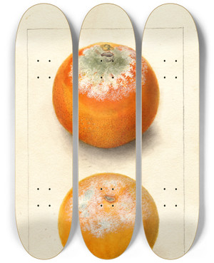 Triptych art skateboard deck of Deborah Griscom Passmore Citrus Sinensis by Deborah Griscom Passmore (1840-1911)
