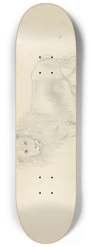 James Sowerby - A Lion. 8.25 inch art skate deck James Sowerby - A Lion. 8.25 inch art skate deck
