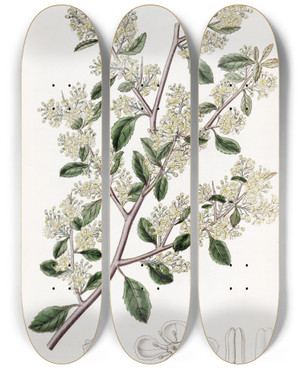 Triptych art skateboard deck of Sydenham Edwards Ovateleaved Duvaua by Sydenham Edwards (1768-1819)