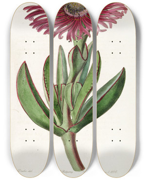 Triptych art skateboard deck of Sydenham Edwards Rededged Fig Marigold by Sydenham Edwards (1768-1819)