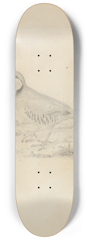 James Sowerby - A Quail 8.25 inch art skate deck