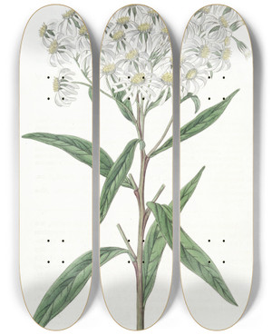 Triptych art skateboard deck of Sydenham Edwards Almondleaved Aster by Sydenham Edwards (1768-1819)