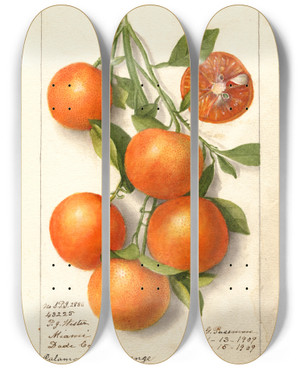 Triptych art skateboard deck of Deborah Griscom Passmore Citrus Calamondian by Deborah Griscom Passmore (1840-1911)
