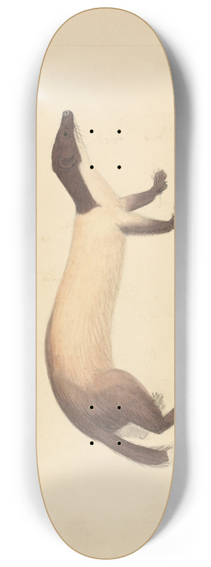 James Sowerby - A Weasel 8.25 inch art skate deck