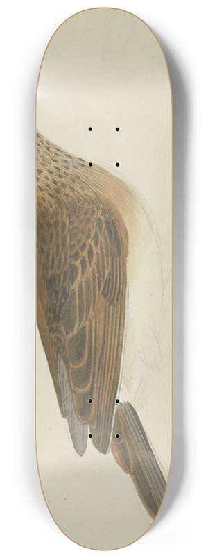 James Sowerby - Eurasian skylark 8.25 inch art skate deck James Sowerby - Eurasian skylark 8.25 inch art skate deck