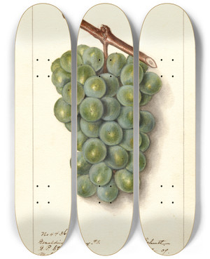 Triptych art skateboard deck of Ellen Isham Schutt Vitis Geraldine Studley by Ellen Isham Schutt (1873-1955)