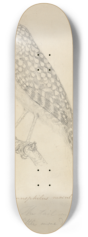 James Sowerby - Spot-backed antshrike 8.25 inch art skate deck