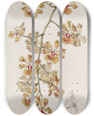 Triptych art skateboard deck of Sydenham Edwards Mr Boyds Oncidium by Sydenham Edwards (1768-1819)