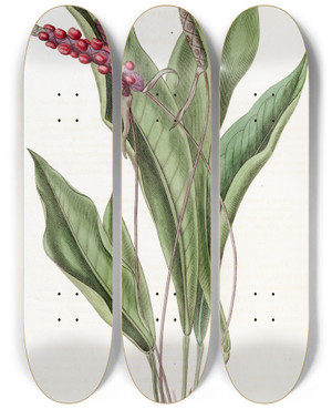 Triptych art skateboard deck of Sydenham Edwards Slender Anthrium by Sydenham Edwards (1768-1819)