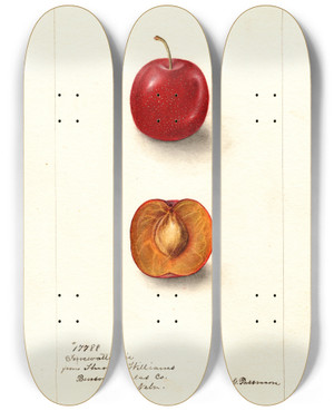 Triptych art skateboard deck of Deborah Griscom Passmore Prunus Domestica Forewattamie by Deborah Griscom Passmore (1840-1911)