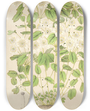 Triptych art skateboard deck of Charles Antoine Lemaire Thalictrum Anemonoides by Charles Antoine Lemaire (1800-1871)