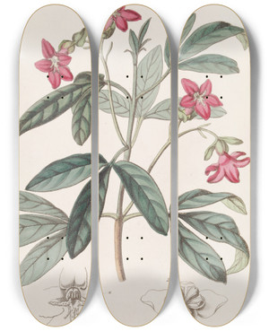 Triptych art skateboard deck of Sydenham Edwards Beautiful Lemonia by Sydenham Edwards (1768-1819)