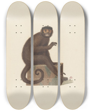 Triptych art skateboard deck of Jeanbaptiste Audebert Le Sajou Varit A by Jean-Baptiste Audebert (1759-1800)