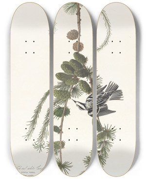 Triptych art skateboard deck of John James Audubon Black And White Creeper by John James Audubon (1785-1851)