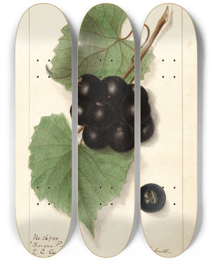 Triptych art skateboard deck of Ellen Isham Schutt Vitis Sugar Pulp by Ellen Isham Schutt (1873-1955)