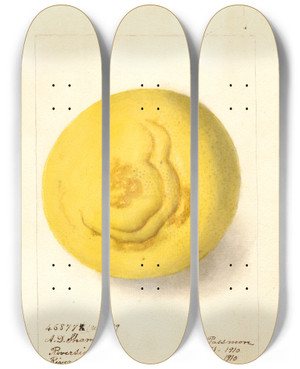 Triptych art skateboard deck of Deborah Griscom Passmore Citrus Paradisi by Deborah Griscom Passmore (1840-1911)
