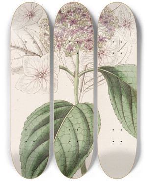 Triptych art skateboard deck of Sydenham Edwards Japan Hydrangea by Sydenham Edwards (1768-1819)