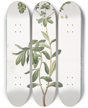Triptych art skateboard deck of Giorgio Bonelli Tithymalus Helioscopius Titimalo Elioscopio Lpurge Wart Weed by Giorgio Bonelli (1742-1782)