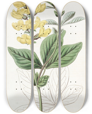 Triptych art skateboard deck of Sydenham Edwards Beanleaved Thermopsis by Sydenham Edwards (1768-1819)