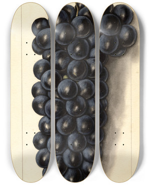 Triptych art skateboard deck of Ellen Isham Schutt Vitis Campbells Early by Ellen Isham Schutt (1873-1955)