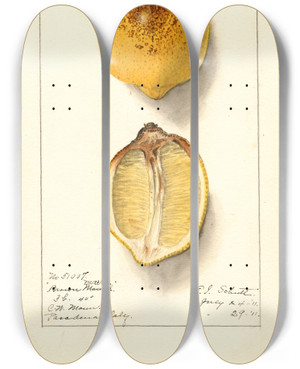 Triptych art skateboard deck of Ellen Isham Schutt Citrus Limon_2 by Ellen Isham Schutt (1873-1955)