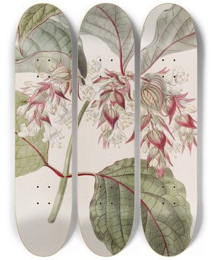Triptych art skateboard deck of Sydenham Edwards Beautiful Leycesteria by Sydenham Edwards (1768-1819)