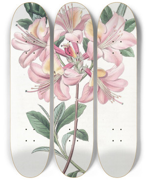 Triptych art skateboard deck of Sydenham Edwards Coppercoloured Highclere Azalea by Sydenham Edwards (1768-1819)