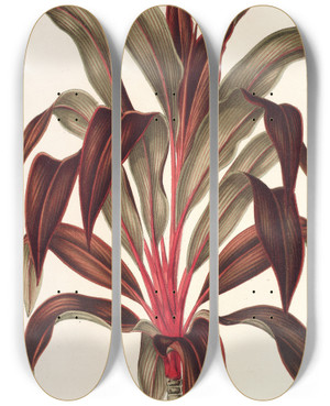 Triptych art skateboard deck of Charles Antoine Lemaire Calodracon Terminalis Var Moorei by Charles Antoine Lemaire (1800-1871)