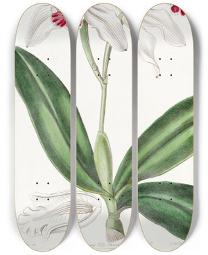 Triptych art skateboard deck of Sydenham Edwards Paleflowered Intermediate Cattleya by Sydenham Edwards (1768-1819)