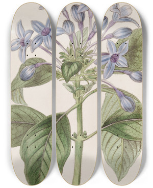 Triptych art skateboard deck of Sydenham Edwards Porcelain Blue Hindsia by Sydenham Edwards (1768-1819)