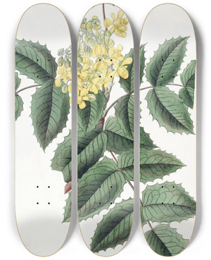 Triptych art skateboard deck of Sydenham Edwards Hollyleaved Berberry by Sydenham Edwards (1768-1819)