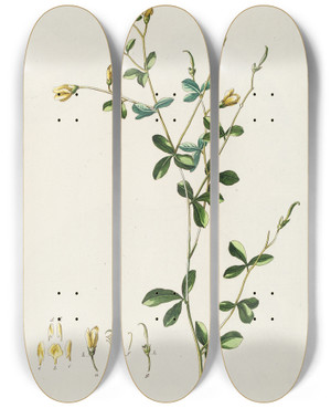 Triptych art skateboard deck of Georg Dionysius Ehret Sophora Ii by Georg Dionysius Ehret (1708-1770)
