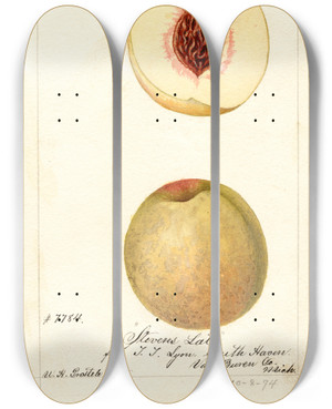 Triptych art skateboard deck of William Henry Prestele Prunus Persica Stevens Late by William Henry Prestele (1838-1895)