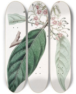 Triptych art skateboard deck of Sydenham Edwards Lanceolate Sterculia by Sydenham Edwards (1768-1819)