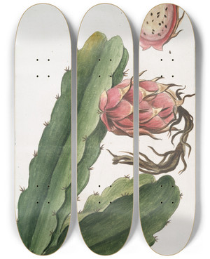 Triptych art skateboard deck of Giorgio Bonelli Melocactus Americanus Trigonus Flore Albo Cactus Cereo Americano Figuier Dinde by Giorgio Bonelli (1742-1782)