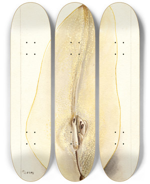 Triptych art skateboard deck of Deborah Griscom Passmore Pyrus Communis Belle Angevine_1 by Deborah Griscom Passmore (1840-1911)