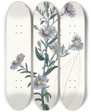Triptych art skateboard deck of Sydenham Edwards Glaucous Aster by Sydenham Edwards (1768-1819)