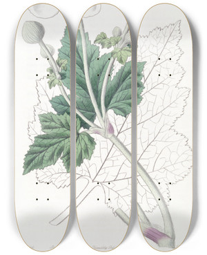 Triptych art skateboard deck of Sydenham Edwards Vineleaved Anemone by Sydenham Edwards (1768-1819)