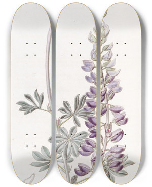 Triptych art skateboard deck of Sydenham Edwards Whiteleaved Lupine by Sydenham Edwards (1768-1819)