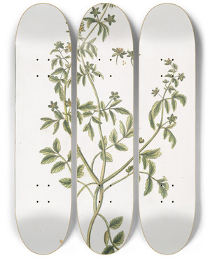 Triptych art skateboard deck of Giorgio Bonelli Tormentilla Radice Repente Tormentilla Tormentille by Giorgio Bonelli (1742-1782)