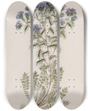Triptych art skateboard deck of Sydenham Edwards Spiny Triptilion by Sydenham Edwards (1768-1819)