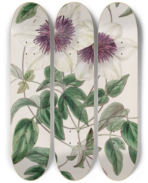 Triptych art skateboard deck of Sydenham Edwards Siebolds Clematis by Sydenham Edwards (1768-1819)