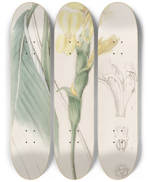 Triptych art skateboard deck of Sydenham Edwards Shaggy Calathea by Sydenham Edwards (1768-1819)