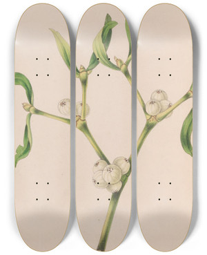 Triptych art skateboard deck of John Stevens Henslow Christmas Rose by John Stevens Henslow (1796-1861)